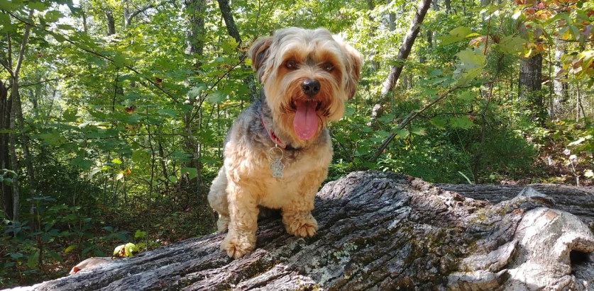 Yorkipoo sitting in the forest