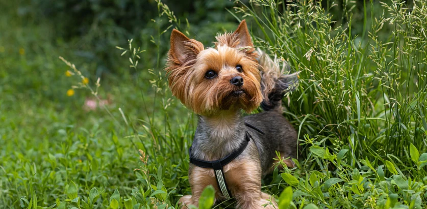 Yorkshire Terrier standing near grass