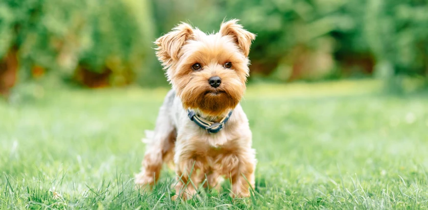 Yorkshire Terrier standing in a yard