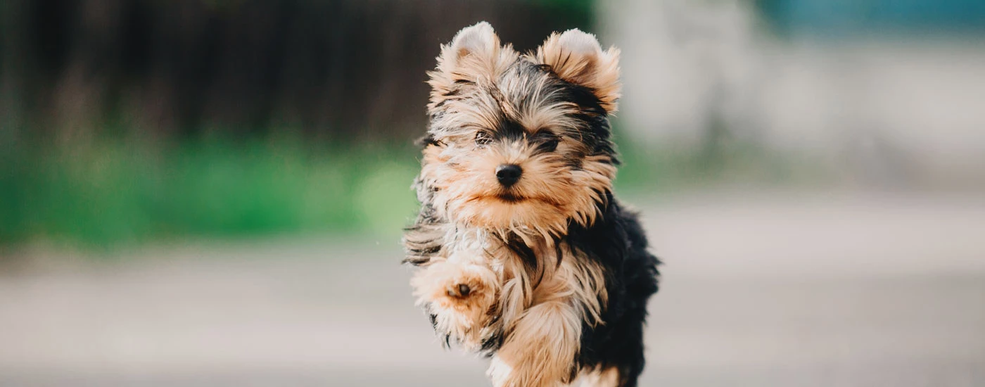 Yorkshire Terrier running in a path