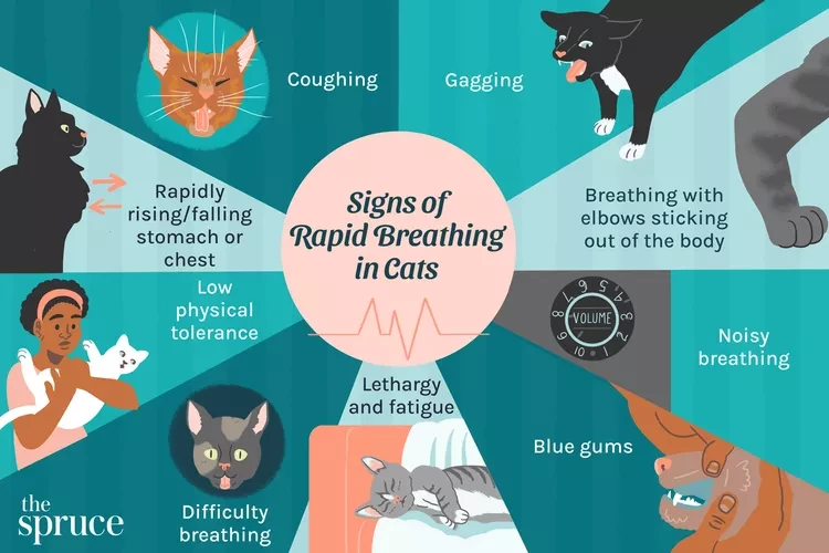 Rapid Breathing In Cats
