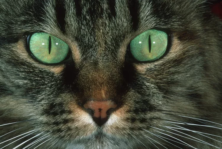 Swollen Eyes in Cats