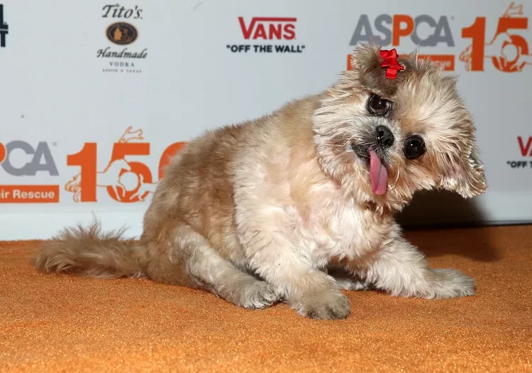 The Late Celebrity Pet Celebrities Still in Our Hearts