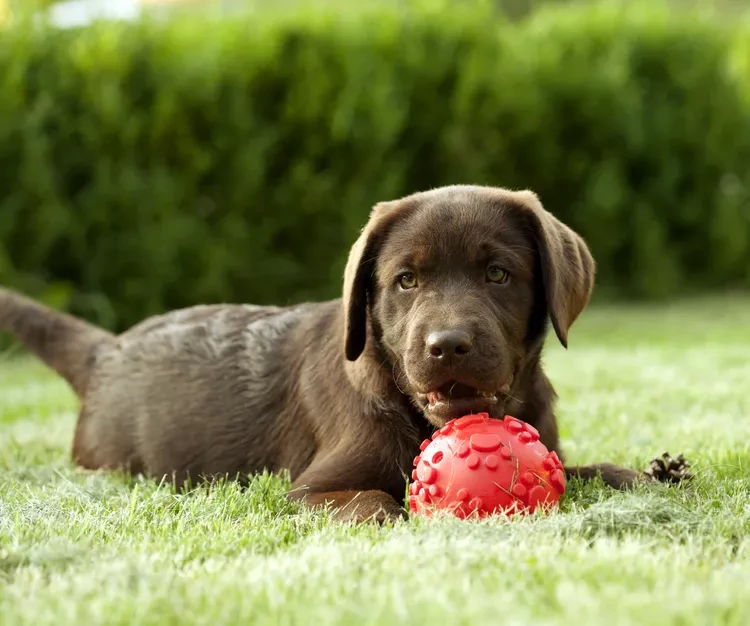 What to Do If Your Puppy is Choking