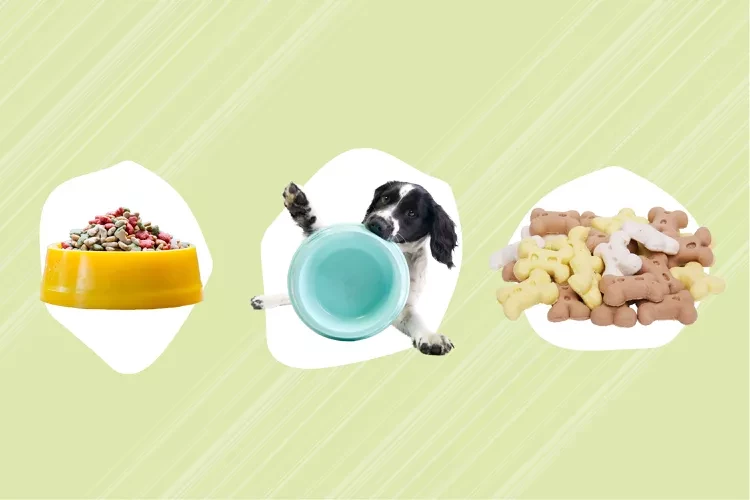 The 7 Best Dog Food Delivery Services of 2022