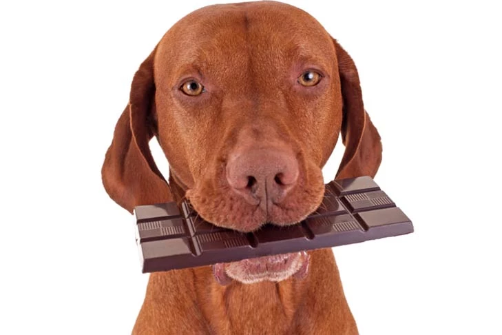 Why dogs can't eat chocolate