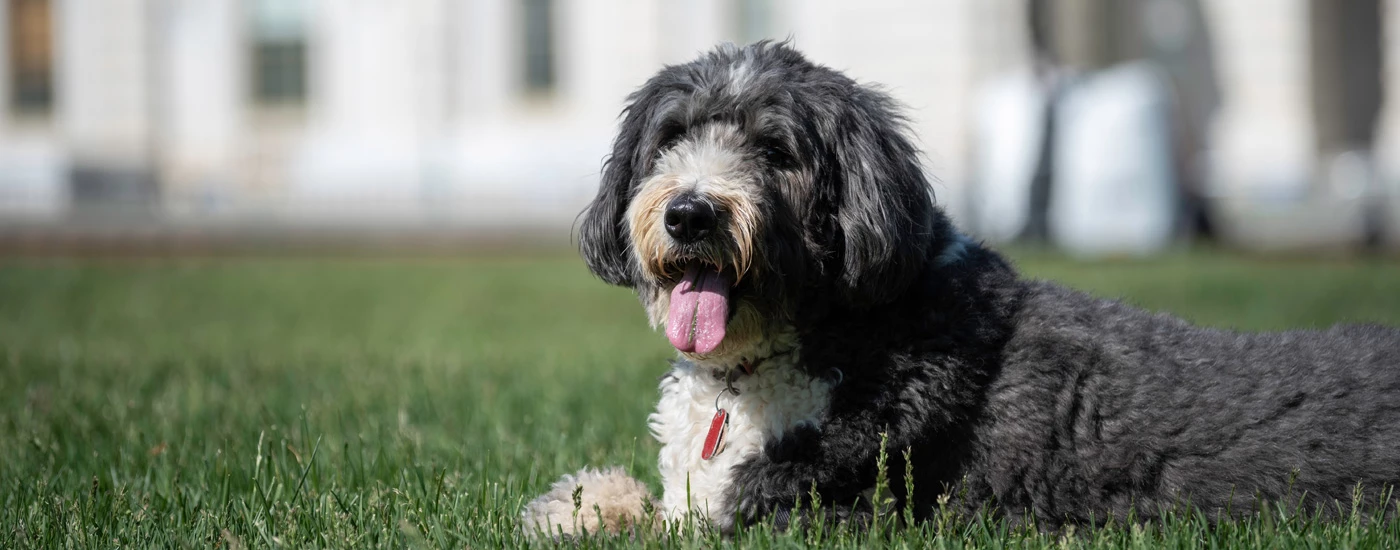 Bernedoodle laying on grass black and white