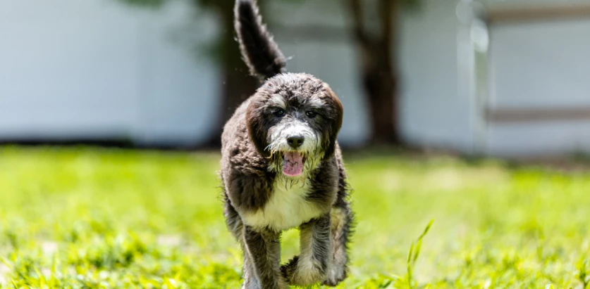 Bernedoodle walking