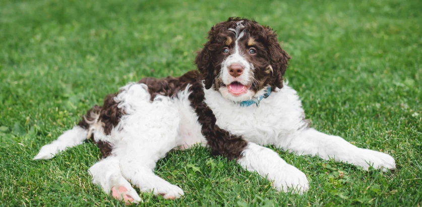 Bernedoodle laying down on grass