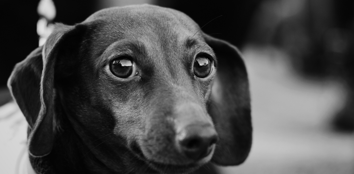 dachshund-breed-guide-pets-online