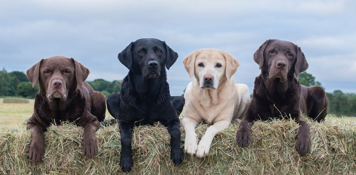 Labrador Retriever Breed Guide - Pets Online