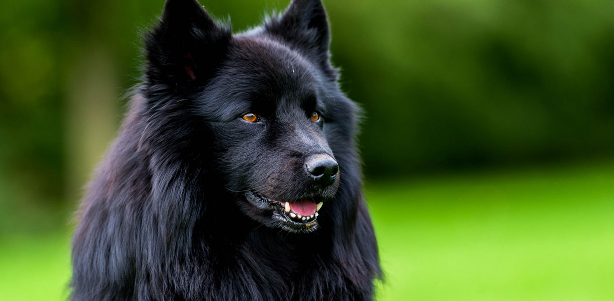 Swedish Lapphund Breed Guide Pets Online