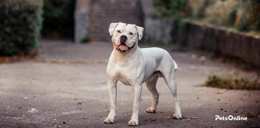 American bulldog dog breed photo 8