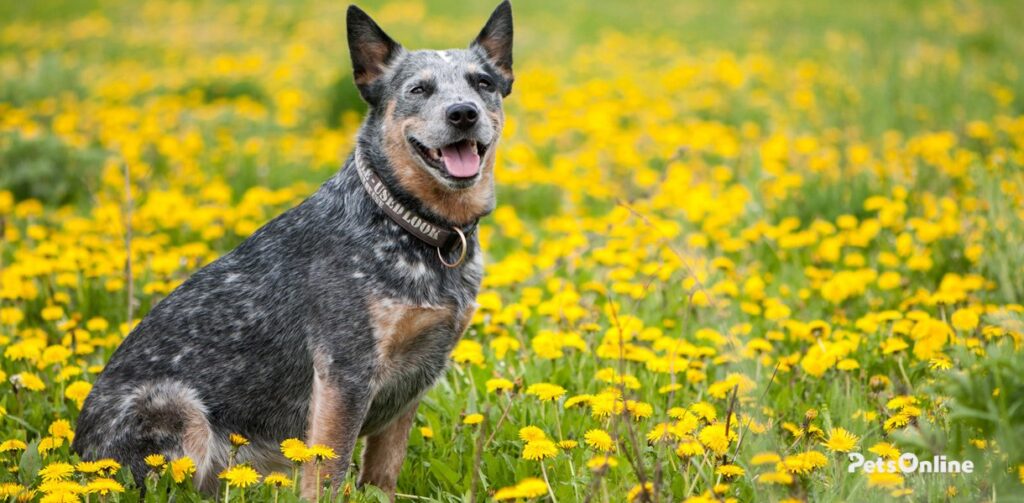 Australian Cattle dog breed photo 4