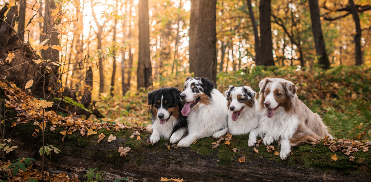 Australian Shepherd dog breed photo 1