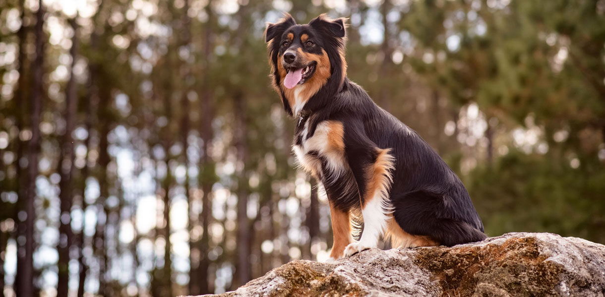 Australian Shepherd dog breed photo 3