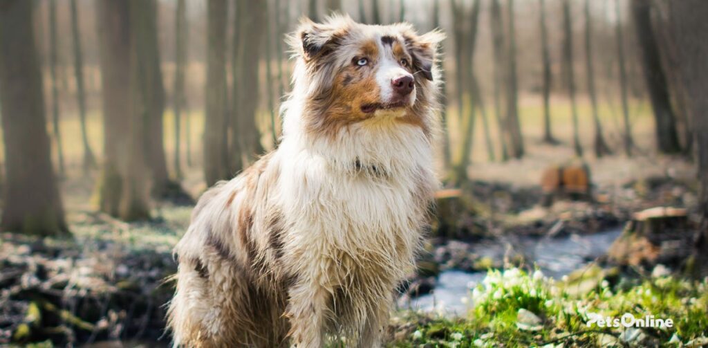 Australian Shepherd Size & Weight Chart Pets Online