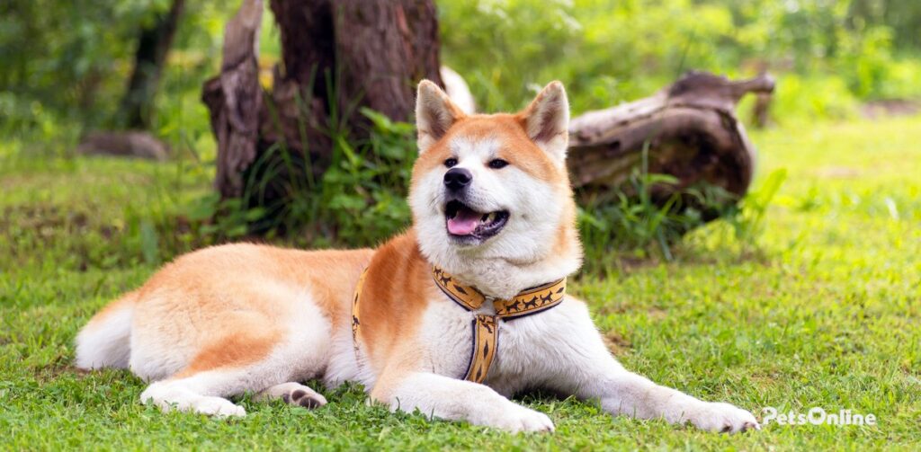 akita dog breed photo 3