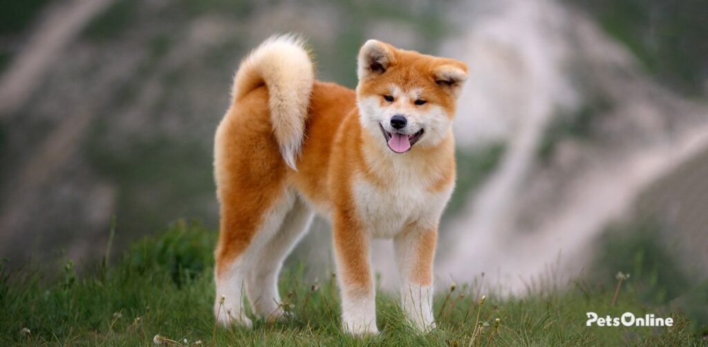 Akita Dog Breed Information - Pets Online