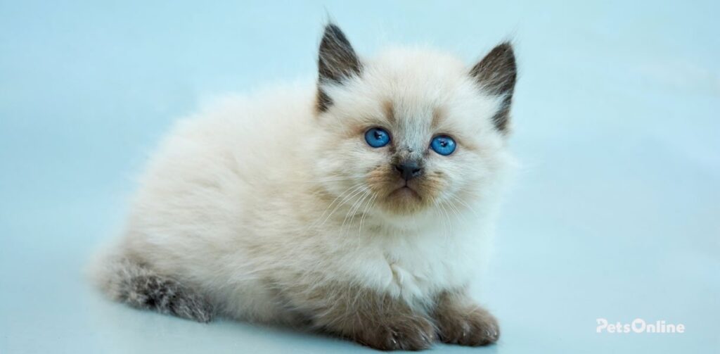 Balinese Cat breed photo 4