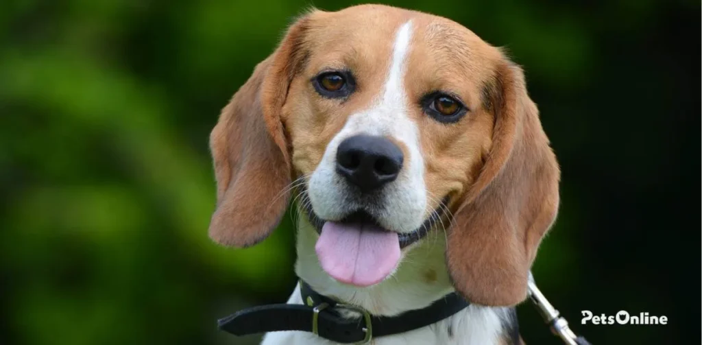 Beagle dog breed photo 2