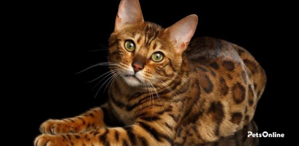 Bengal Cat breed photo 2