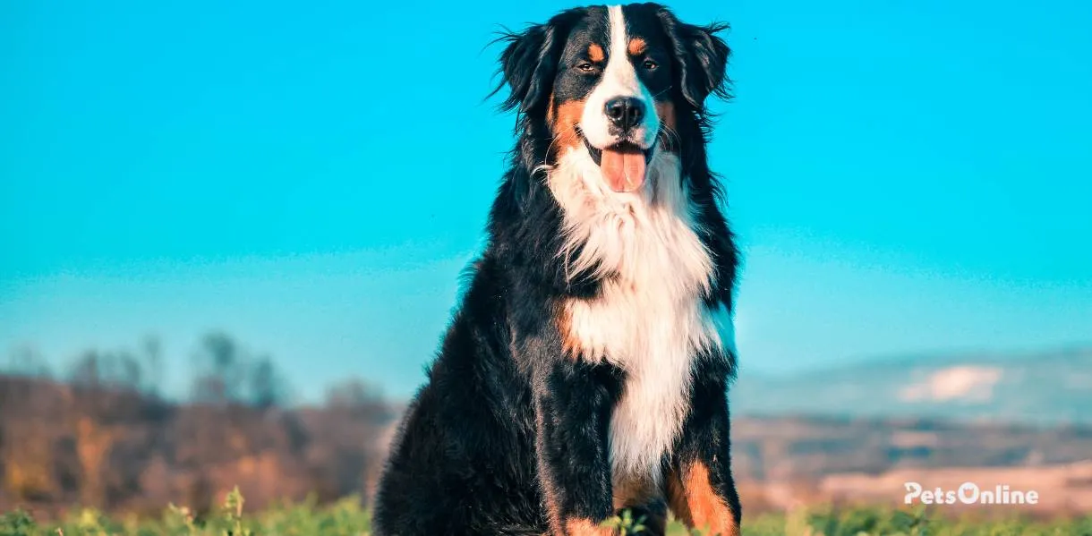 Bernese Mountain Dog photo 1