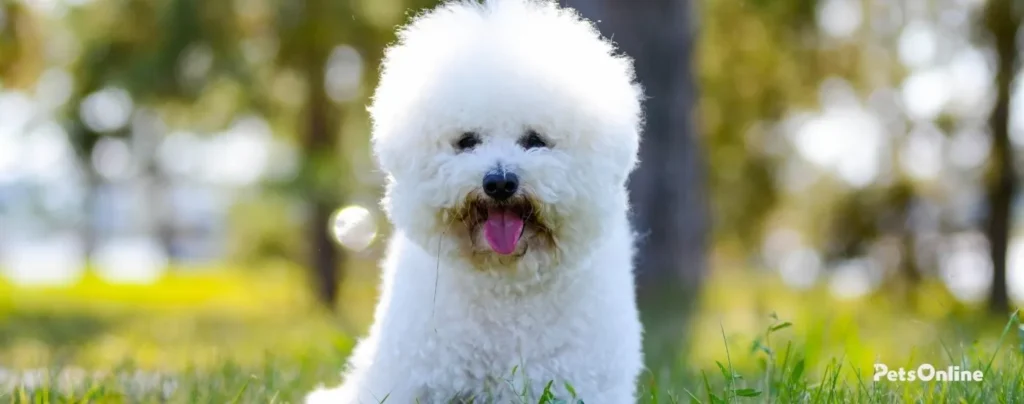 Bichon Frise banner