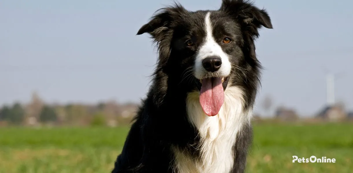 Border Collie photo 1