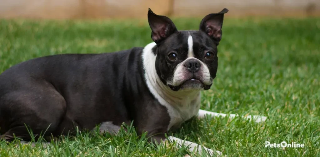 Boston Terrier photo 1