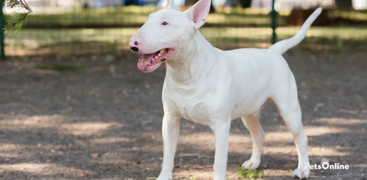 Bull Terrier photo 5