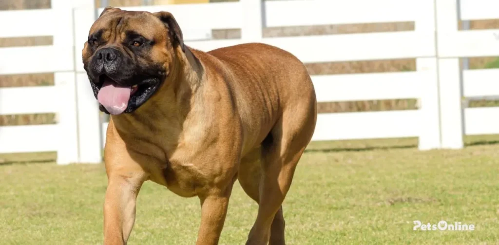 Bullmastiff photo 2