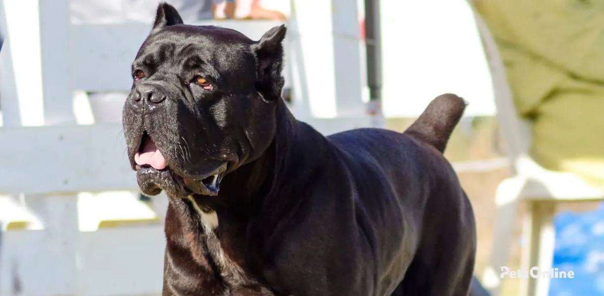 Cane Corso photo 5