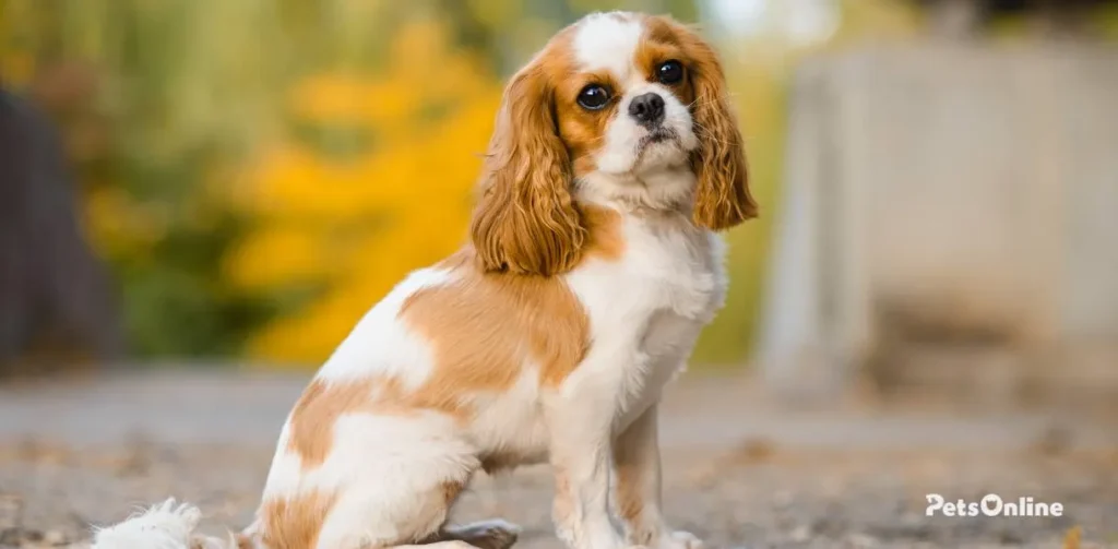 Cavalier King Charles Spaniel photo 4