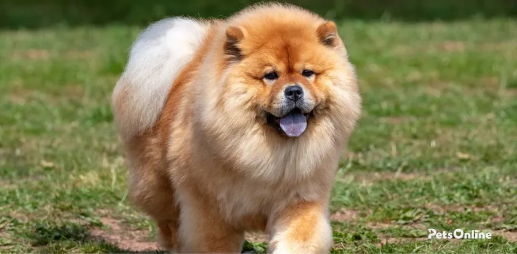 Chow Chow photo 1