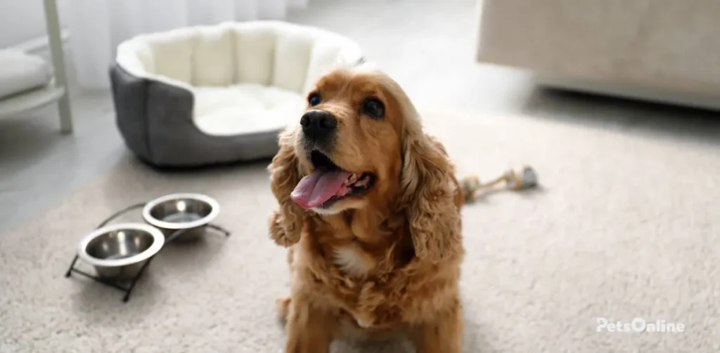 English Cocker Spaniel photo 1