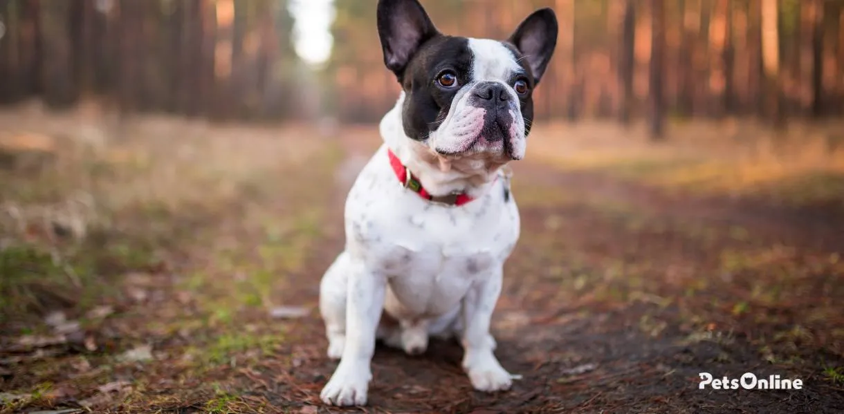 French Bulldog photo 6