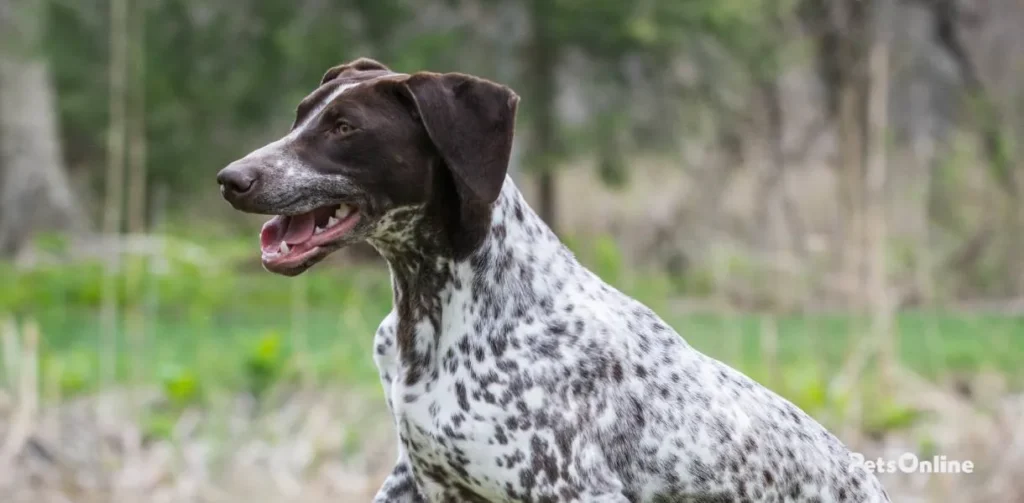 German Shorthaired Pointer photo 5