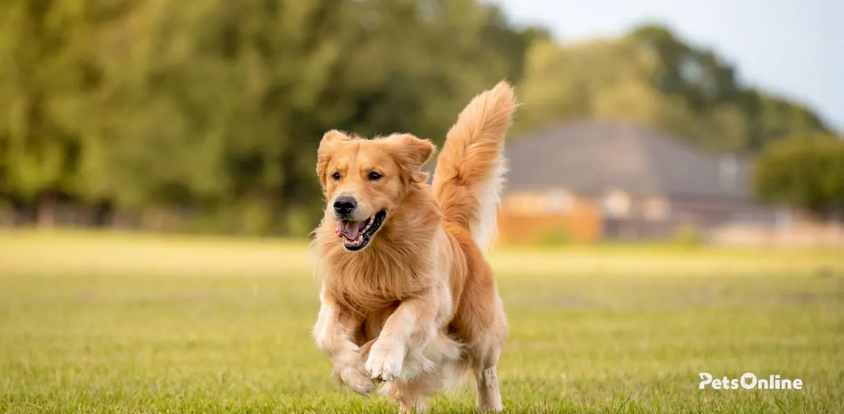 Golden Retriever photo 3