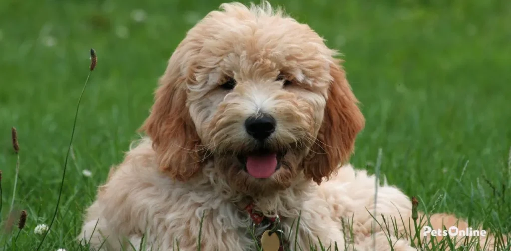 Goldendoodle photo 8