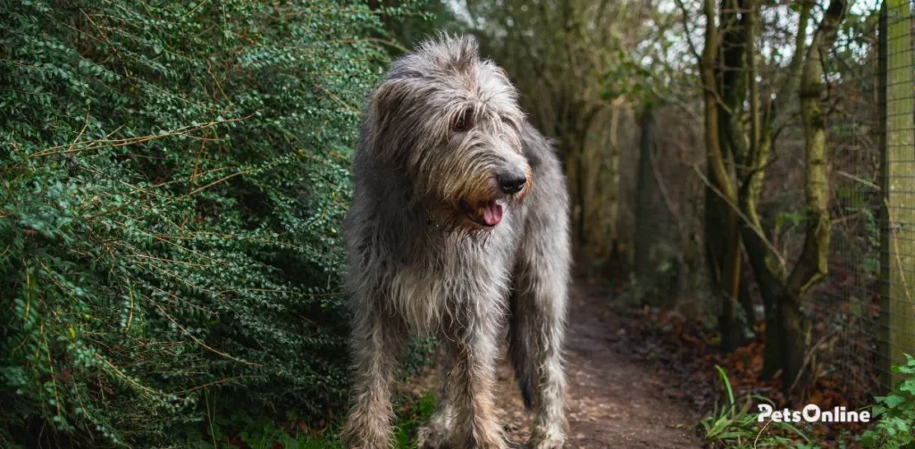 Irish Wolfhound dog breed photo 5