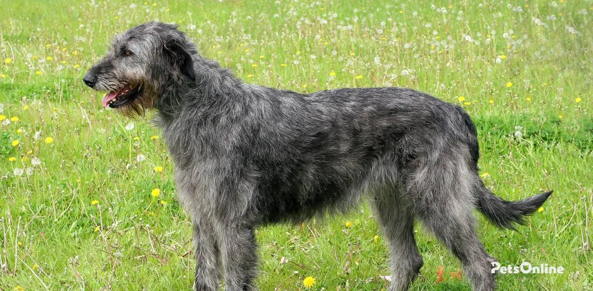 Irish Wolfhound Colours Pets Online