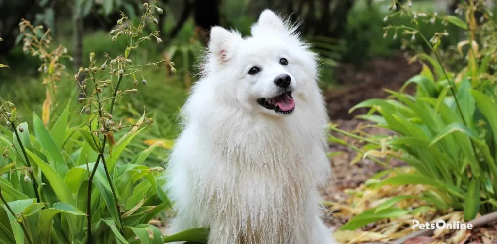 Japanese Spitz dog breed photo 6