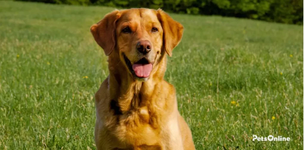 Labrador dog breed photo 6