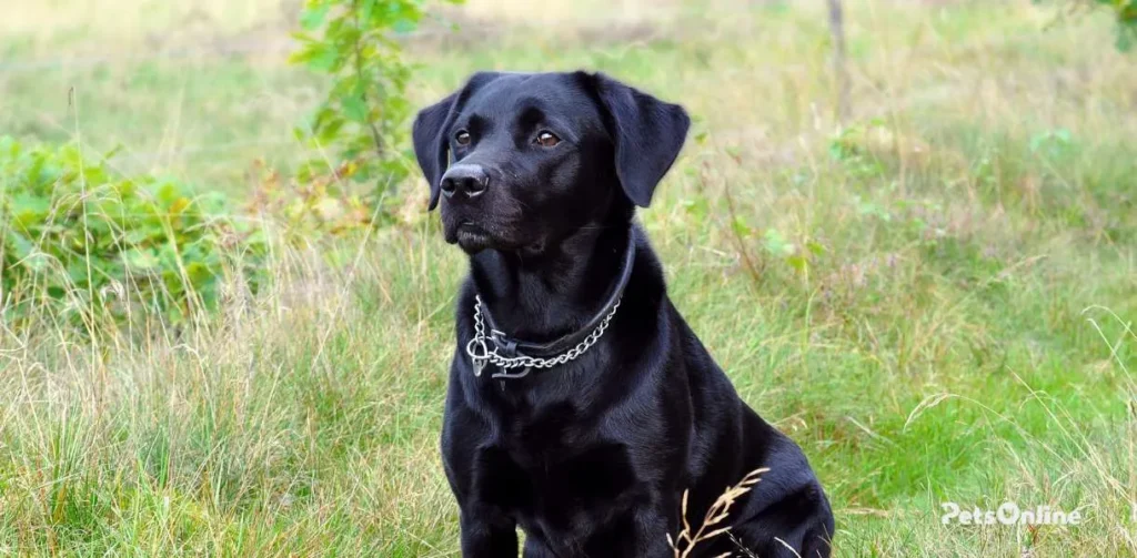 Labrador dog breed photo 7