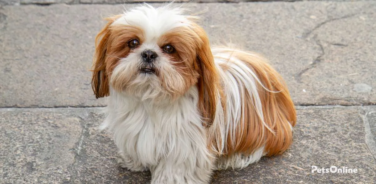 Maltese Shih Tzu breed photo 2