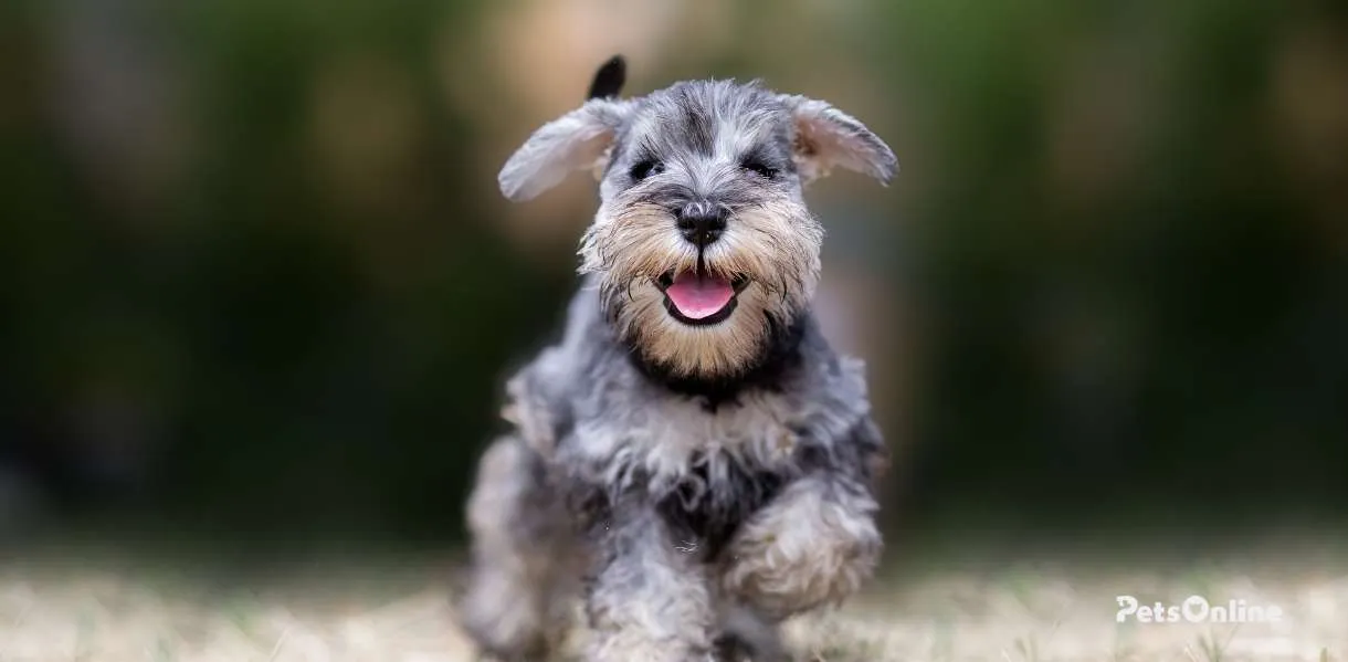 Miniature Schnauzer breed photo 1