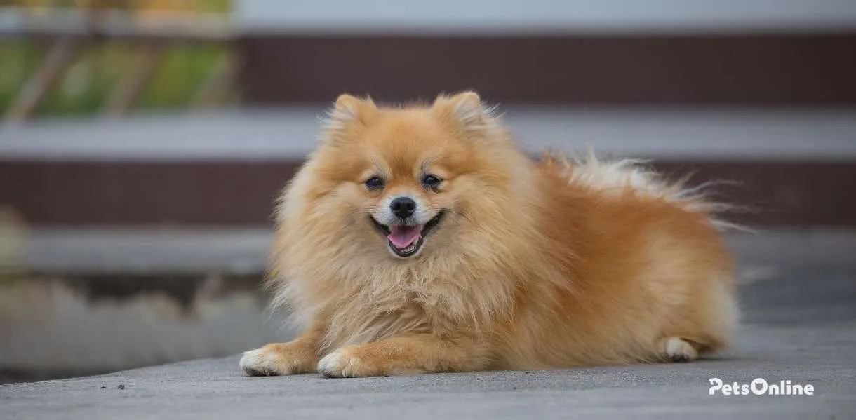 Pomeranian breed photo 5