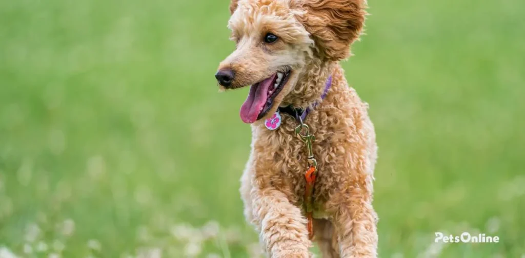 Poodle breed photo 8