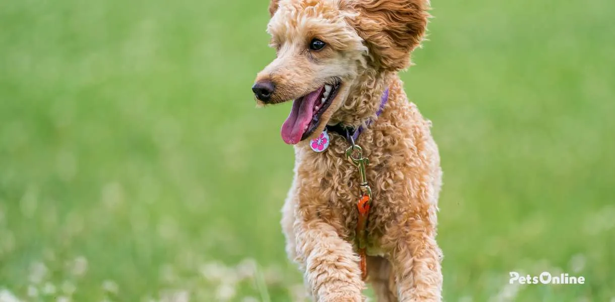 Poodle breed photo 8